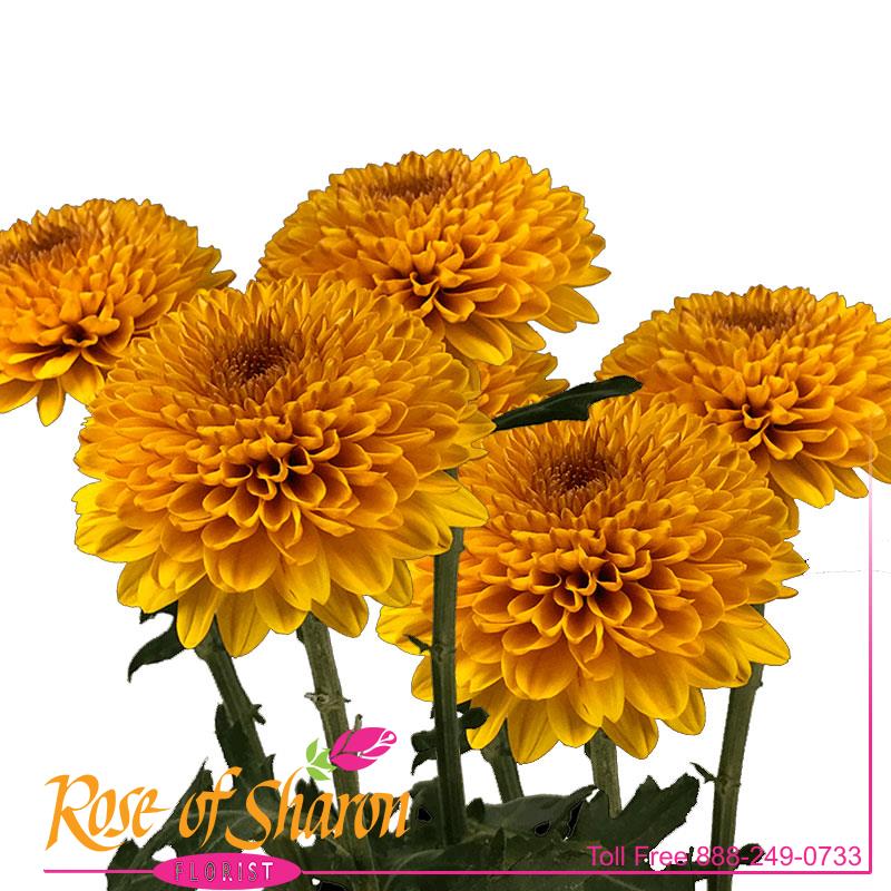 Best Santa Maria florist. Rose of Sharon Florist offers fresh flower delivery Santa Maria. Save money by sending flowers directly with a Local Florist. Call us at 888-249-0733 or local 805-925-3803 for local delivery of fresh flowers, plants and gifts to the entire Santa Maria Valley - Santa Maria Flower Shop with daily deliveries to the entire Santa Maria Valley. Santa Maria Flower Shop, flowers, plants & gifts to Santa Maria, Orcutt, Nipomo, Guadalupe, Casmalia, Arroyo Grande, Lompoc, Pismo Beach, Grover Beach, Avila Beach, and San Luis Obispo Image